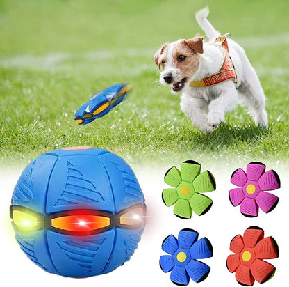 Paws and Whiskers Dog Frisbee