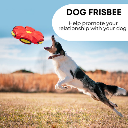 Paws and Whiskers Dog Frisbee