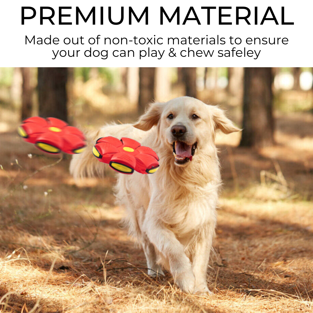 Paws and Whiskers Dog Frisbee